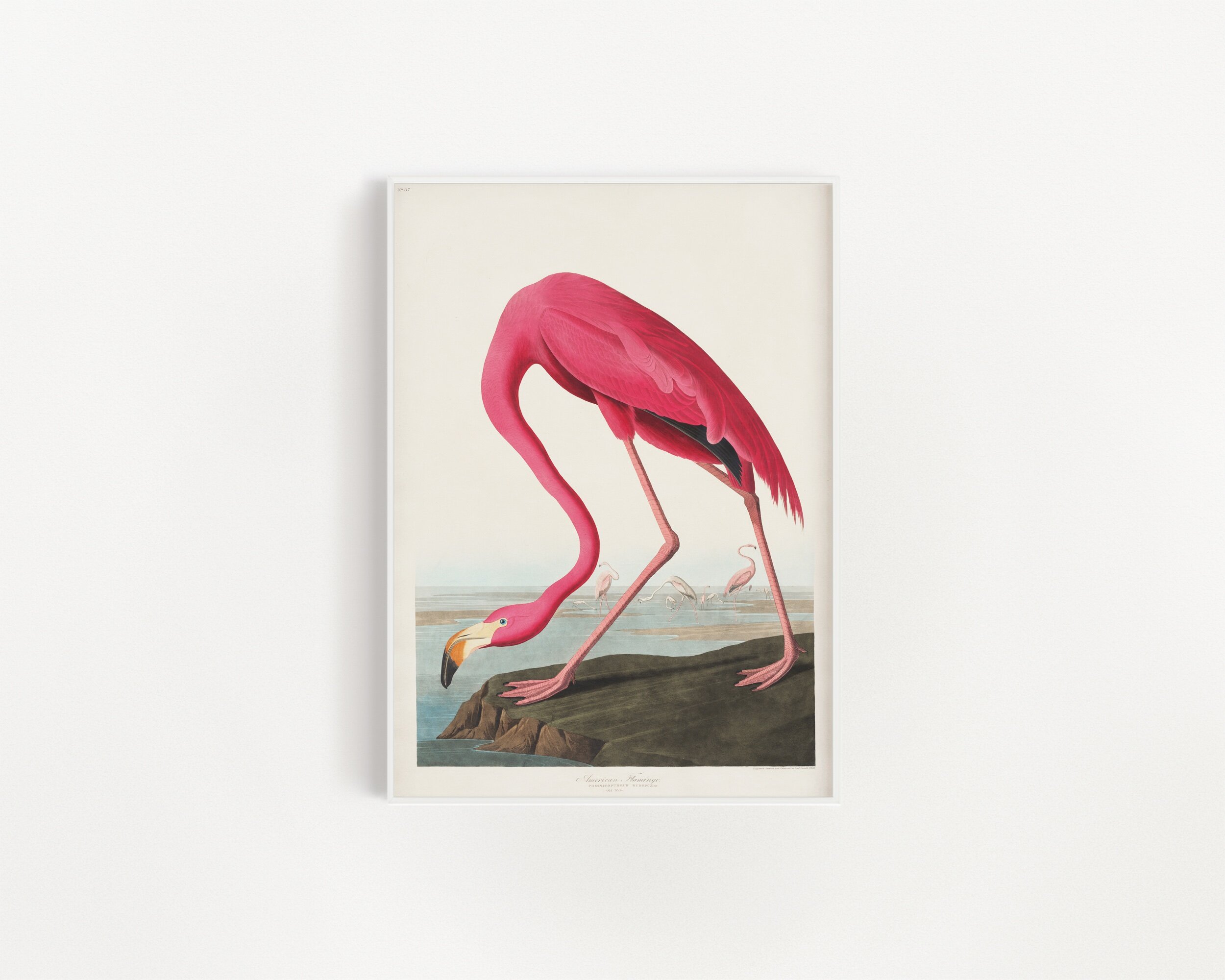 Pink Flamingo, John James Audubon