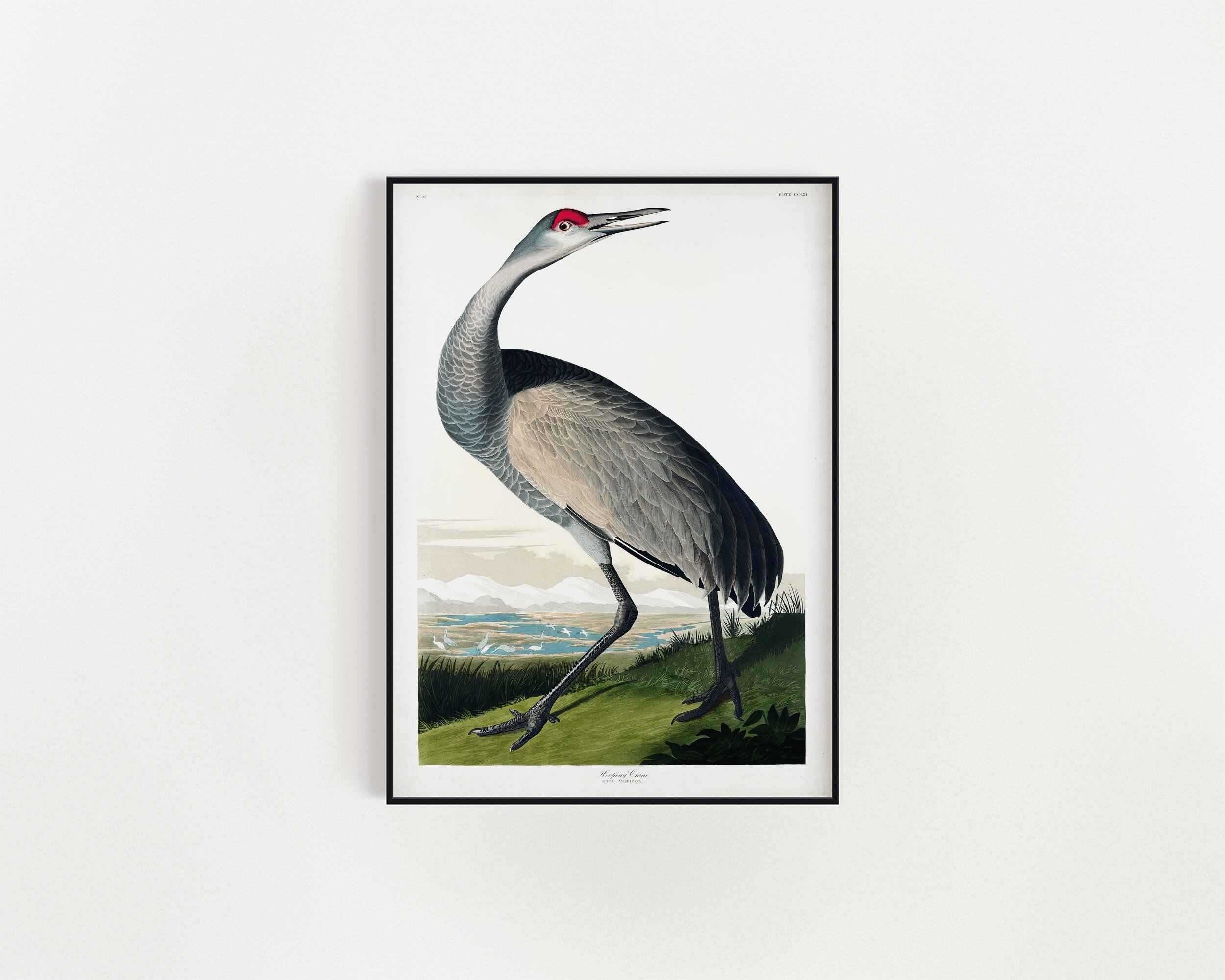 Hooping Crane from Birds of America, John Audubon