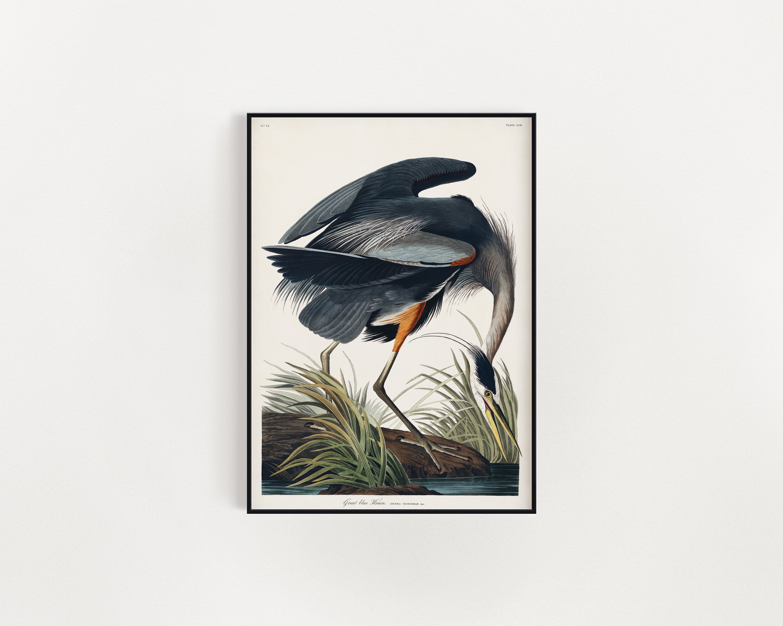 Great Blue Heron from Birds of America, John James Audubon