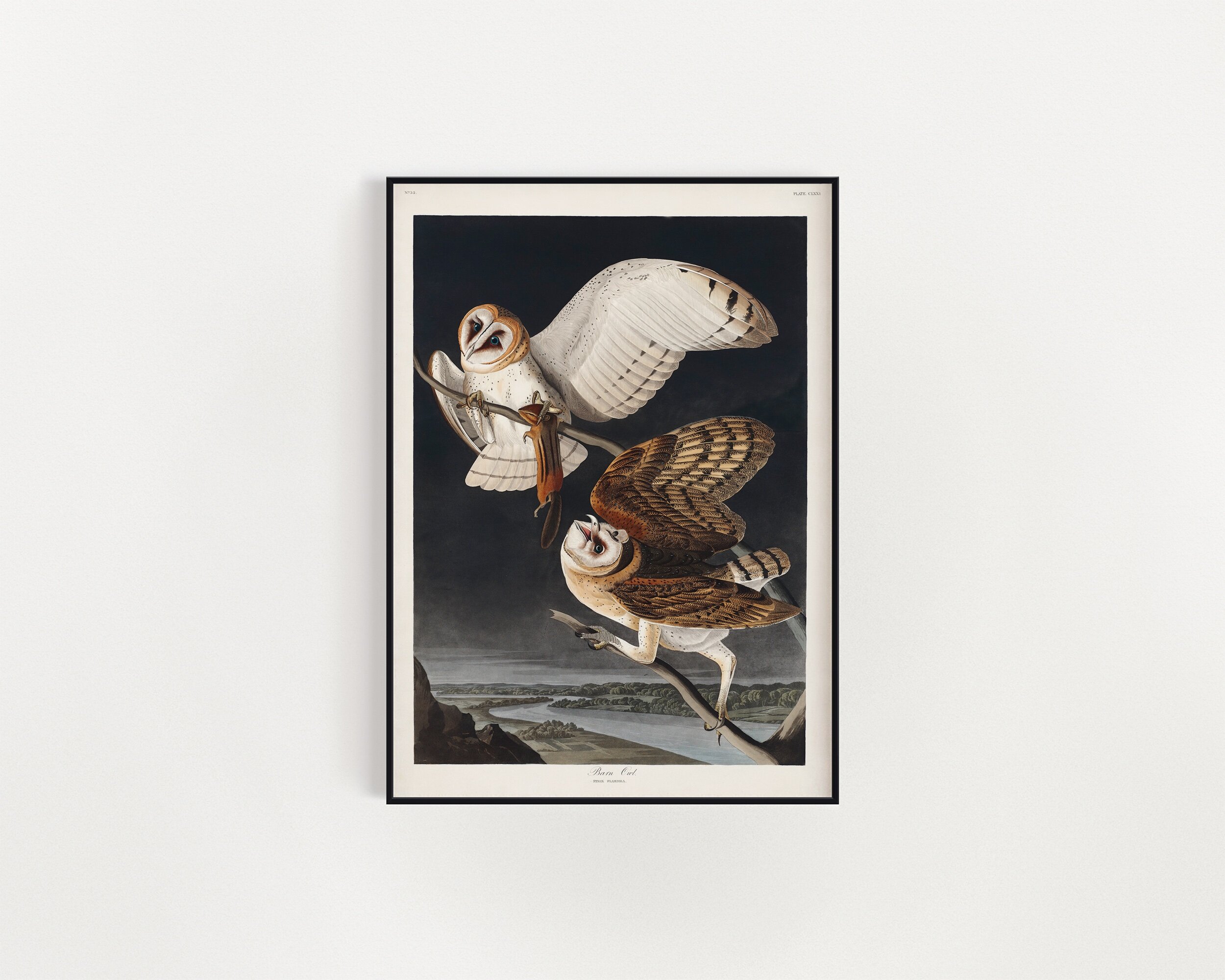 Barn Owl from Birds of America, John James Audubon