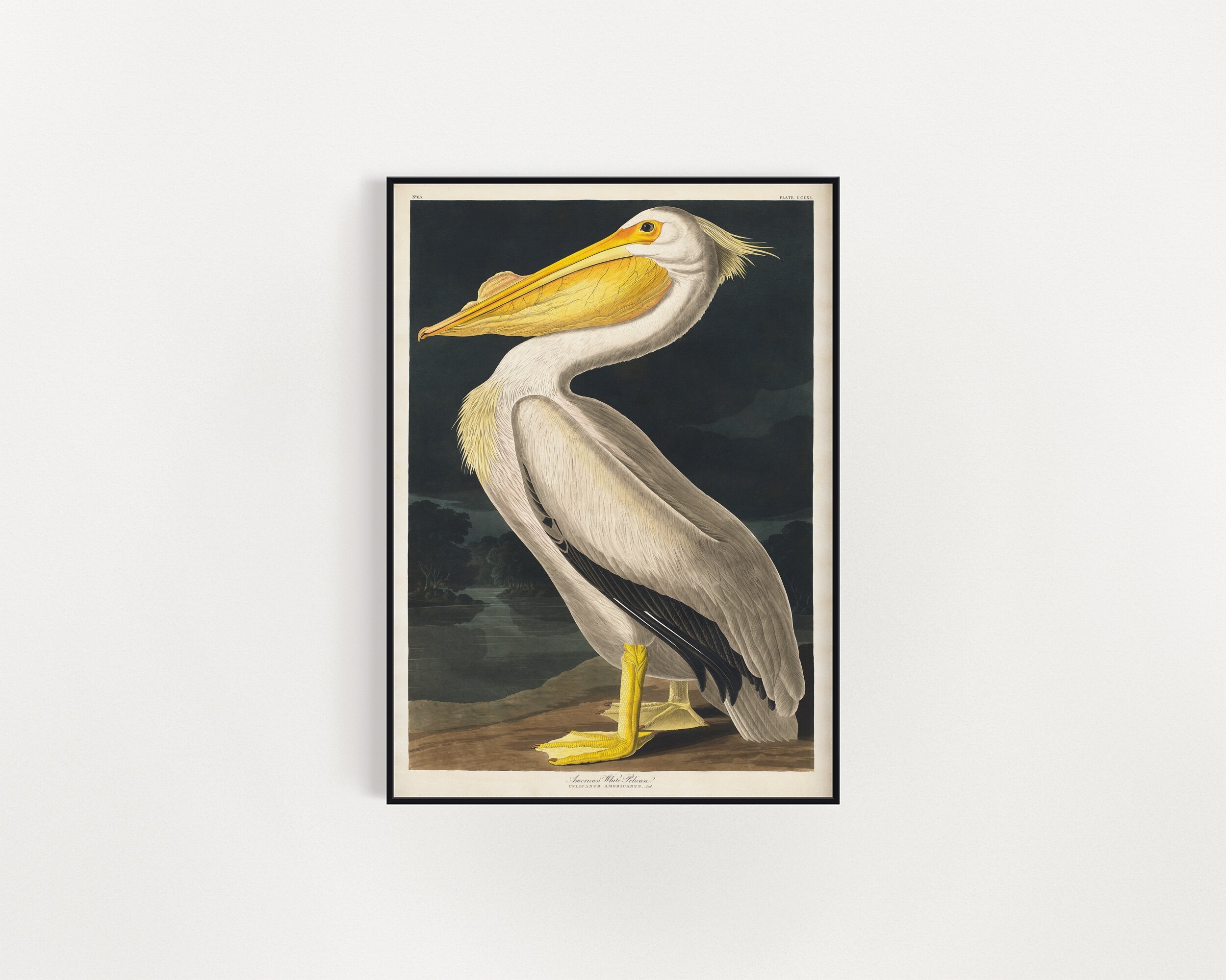 American White Pelican from Birds of America, John James Audubon