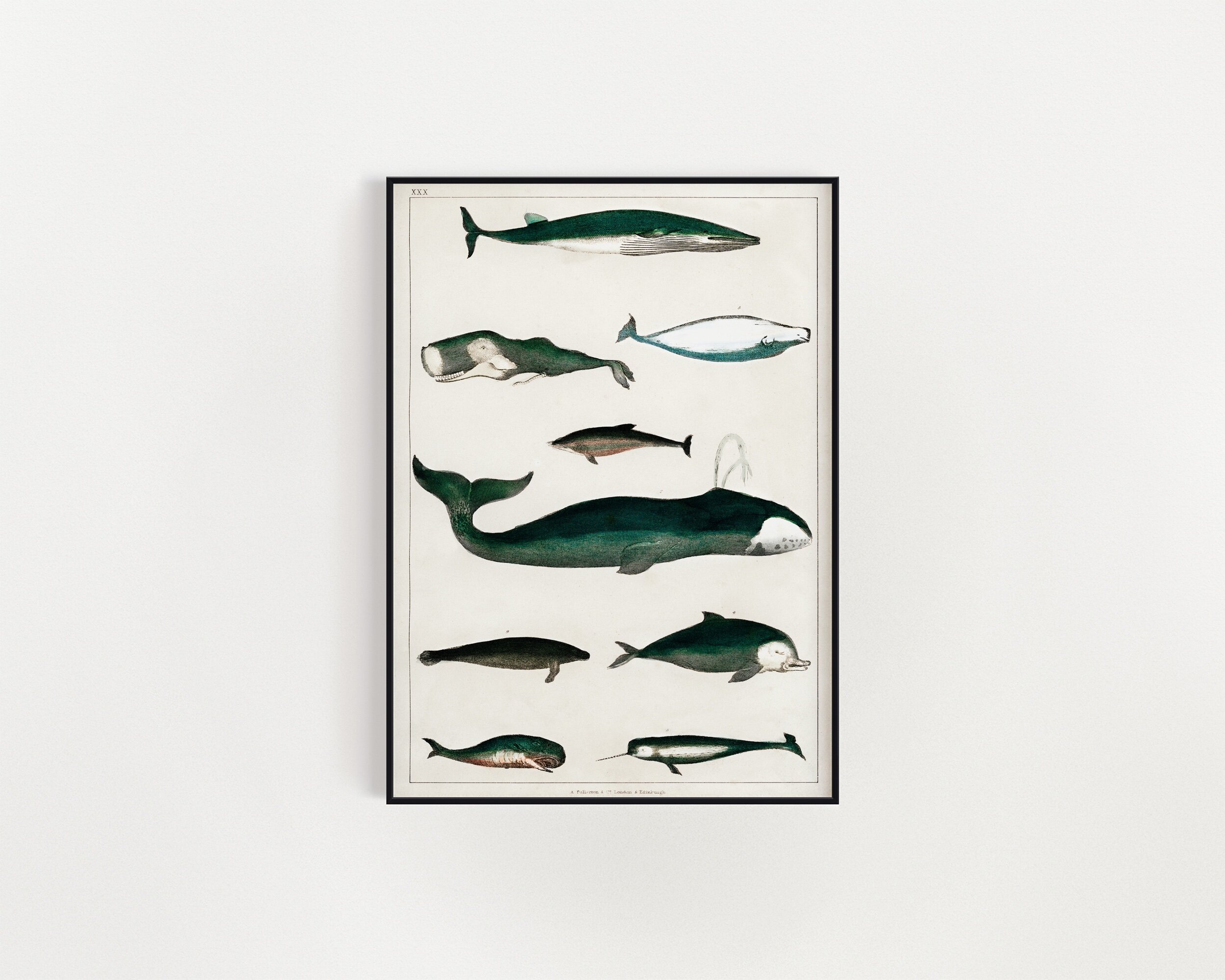 A Collection of Various Whales, Oliver Goldsmith